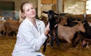 Санитар ветеринарный